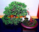 cypress